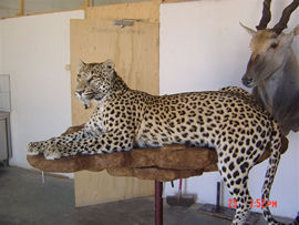 leopard th
