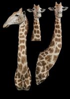 Giraffe7