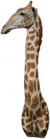 Giraffe8