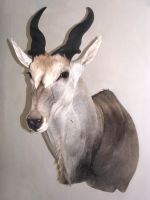 Kudu