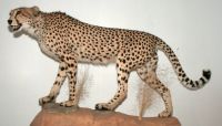 gepard