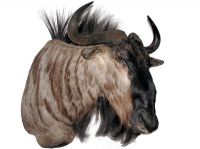 gnu