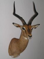 impala1