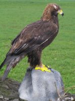 steinadler