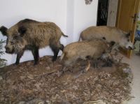 wildschweine