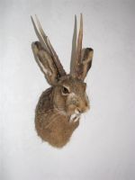 wolpertinger