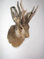 wolpertinger_1