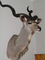 kudu