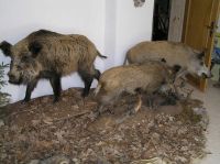 wildschweingruppe
