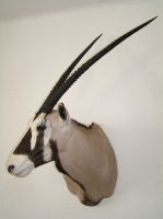 oryx-xxl